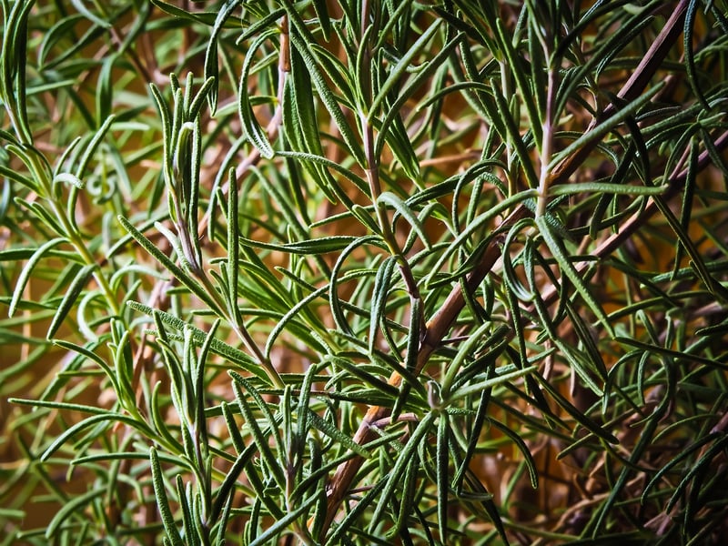 Herb Garden