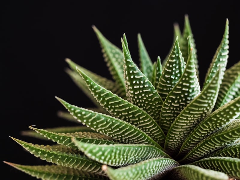 Succulent Arrangements