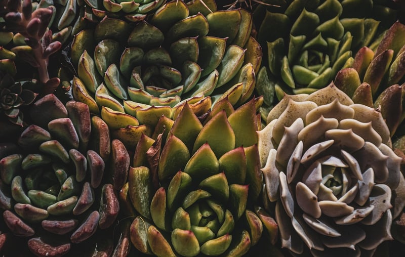 Succulent Arrangements
